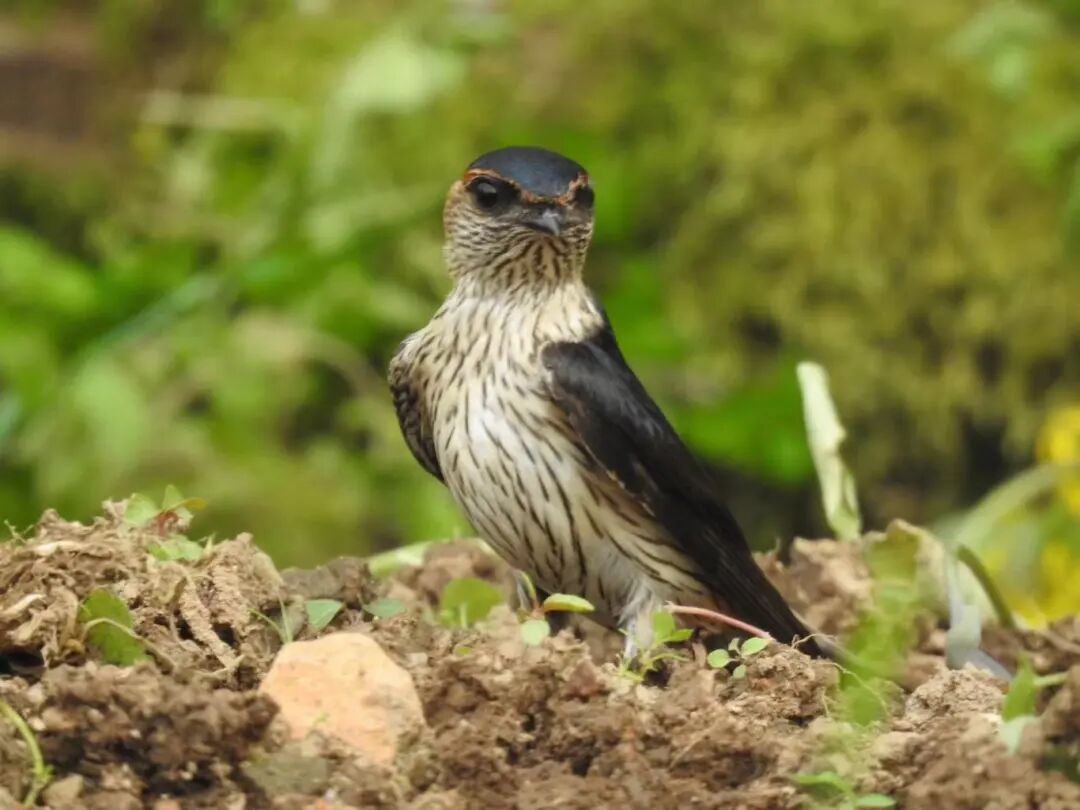 云开雾散,午后,我拍到见到松鸦,红尾水鸲,仅噪鹛就拍到了包括蓝冠噪鹛