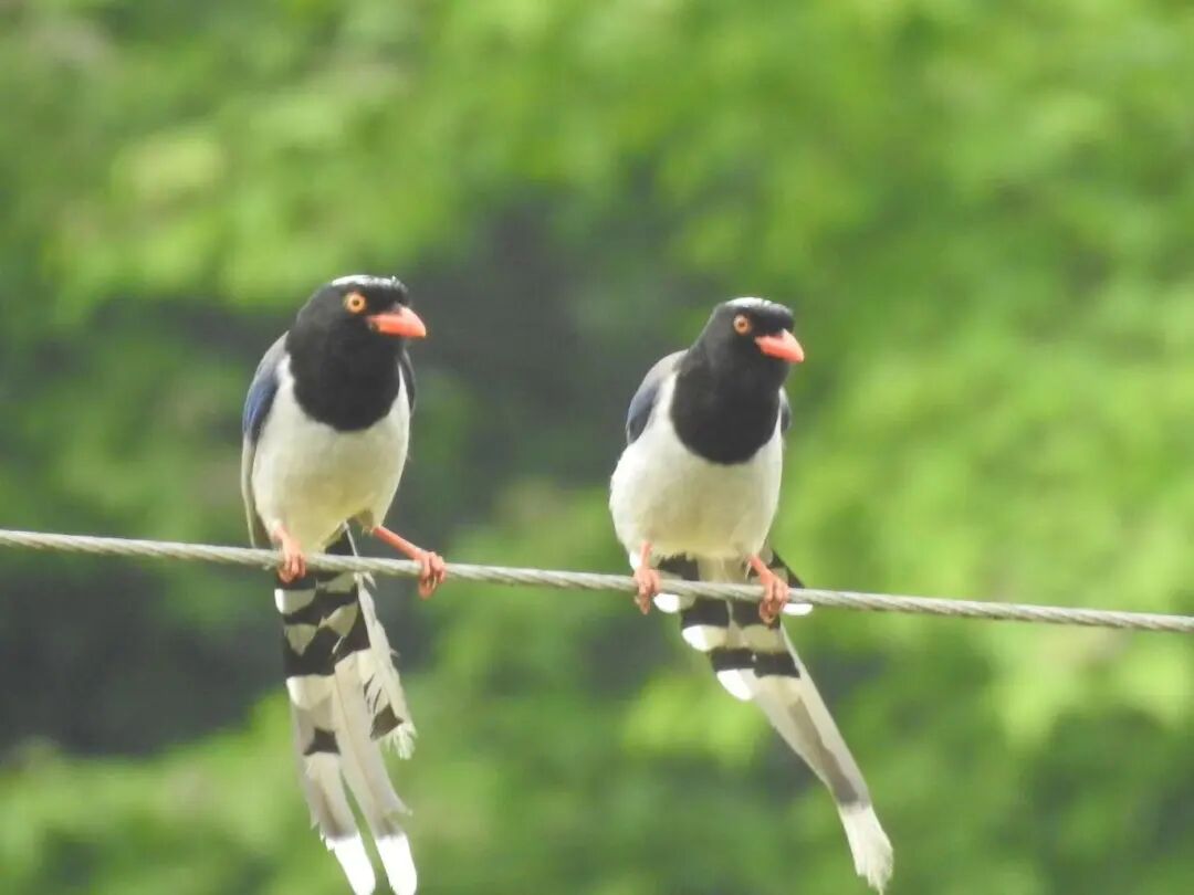 云开雾散,午后,我拍到见到松鸦,红尾水鸲,仅噪鹛就拍到了包括蓝冠噪鹛
