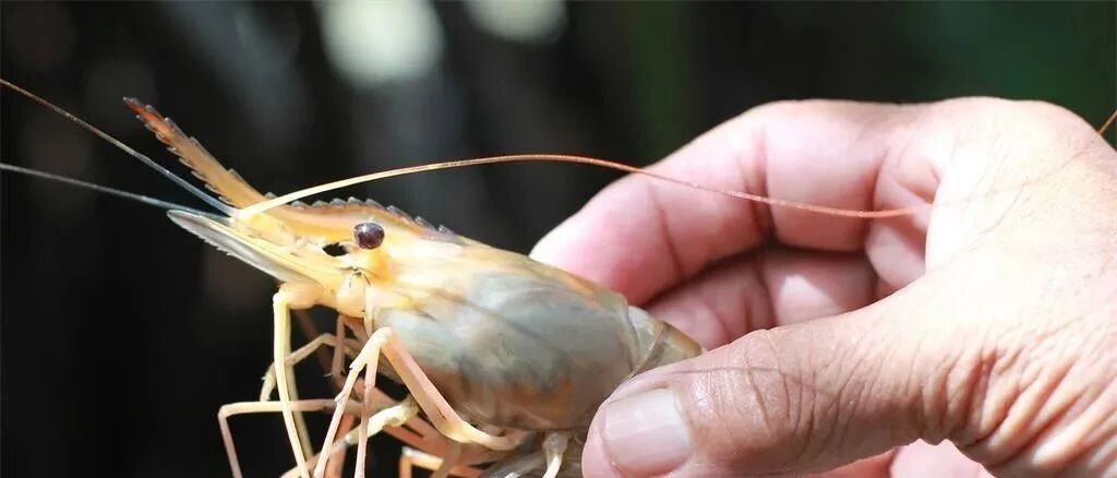 虾须？肥肠？你们广东人想表达啥？