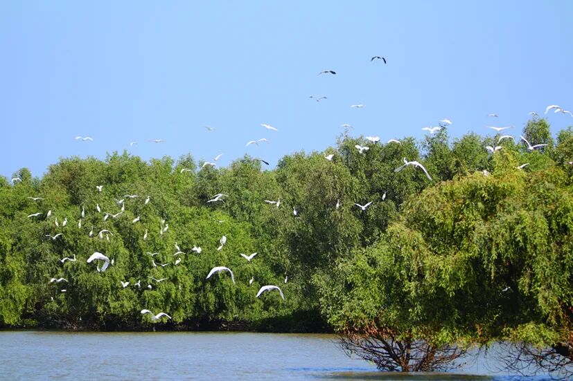 [珠海] 淇澳红树林 湾区绿明珠