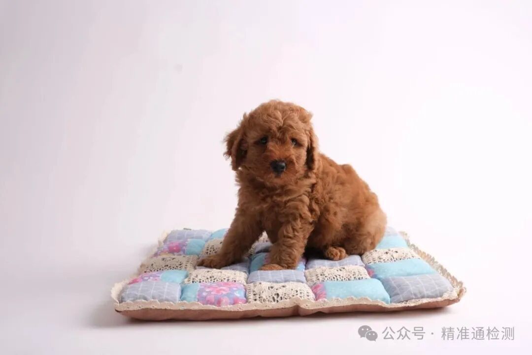 宠物加热垫实拍