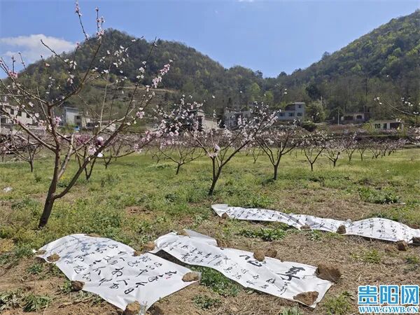 贵阳网花溪区马铃乡黄金谷以花为媒推进乡村振兴