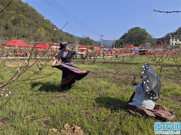 贵阳网花溪区马铃乡黄金谷以花为媒推进乡村振兴