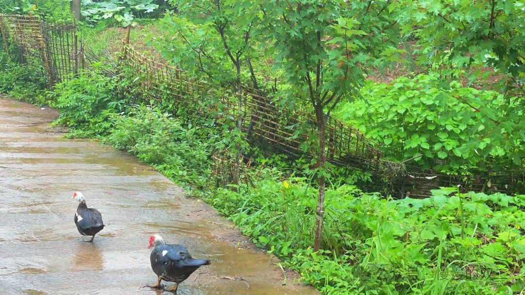 极简生活：我回到了乡下的家  第3张