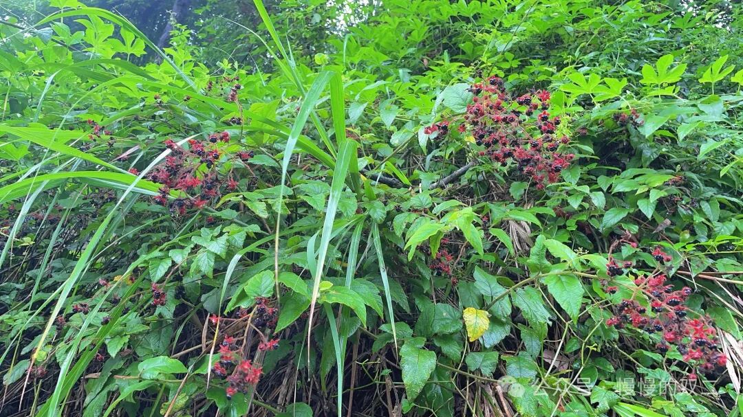 极简生活：我回到了乡下的家  第9张