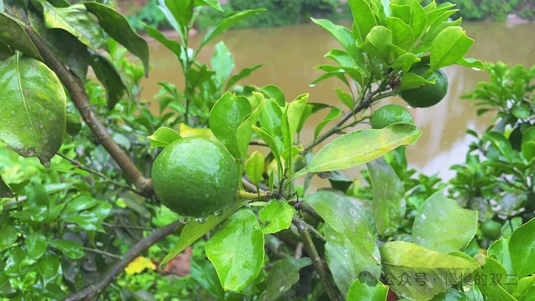 极简生活：我回到了乡下的家  第8张