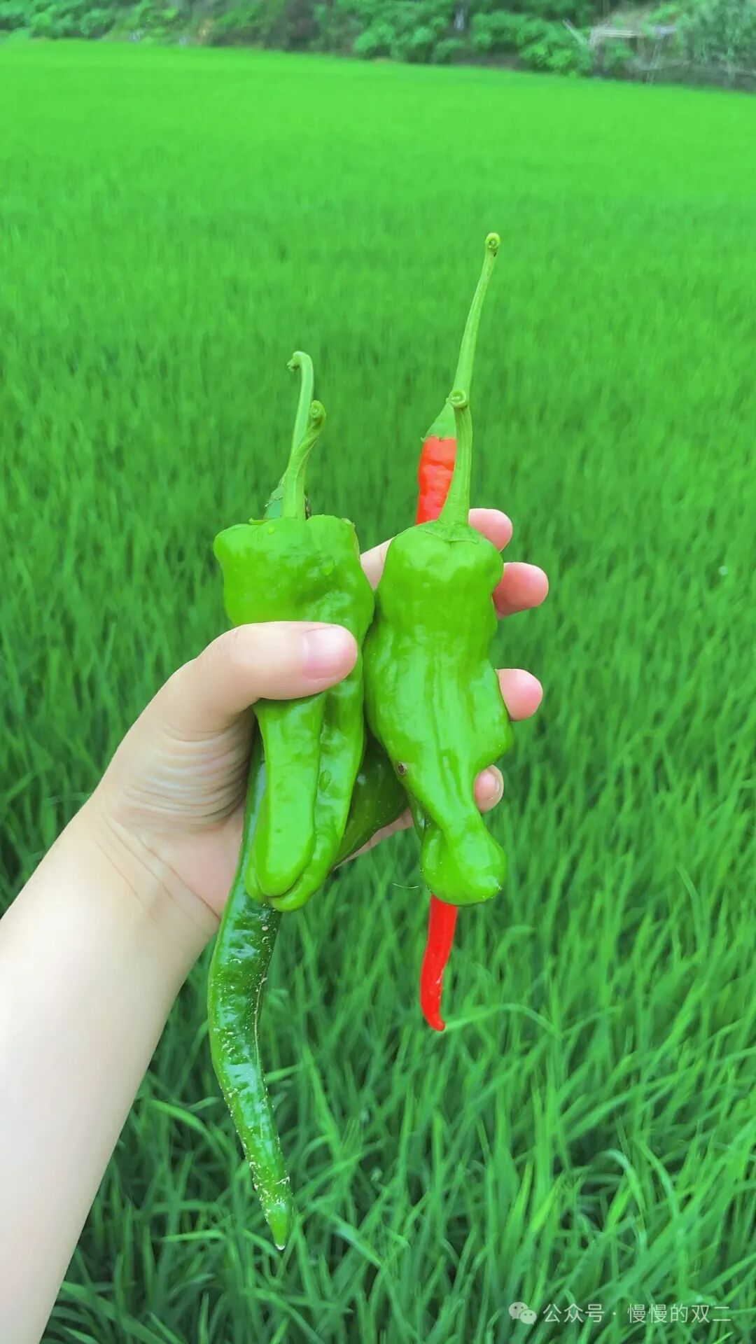 极简生活：我回到了乡下的家  第7张