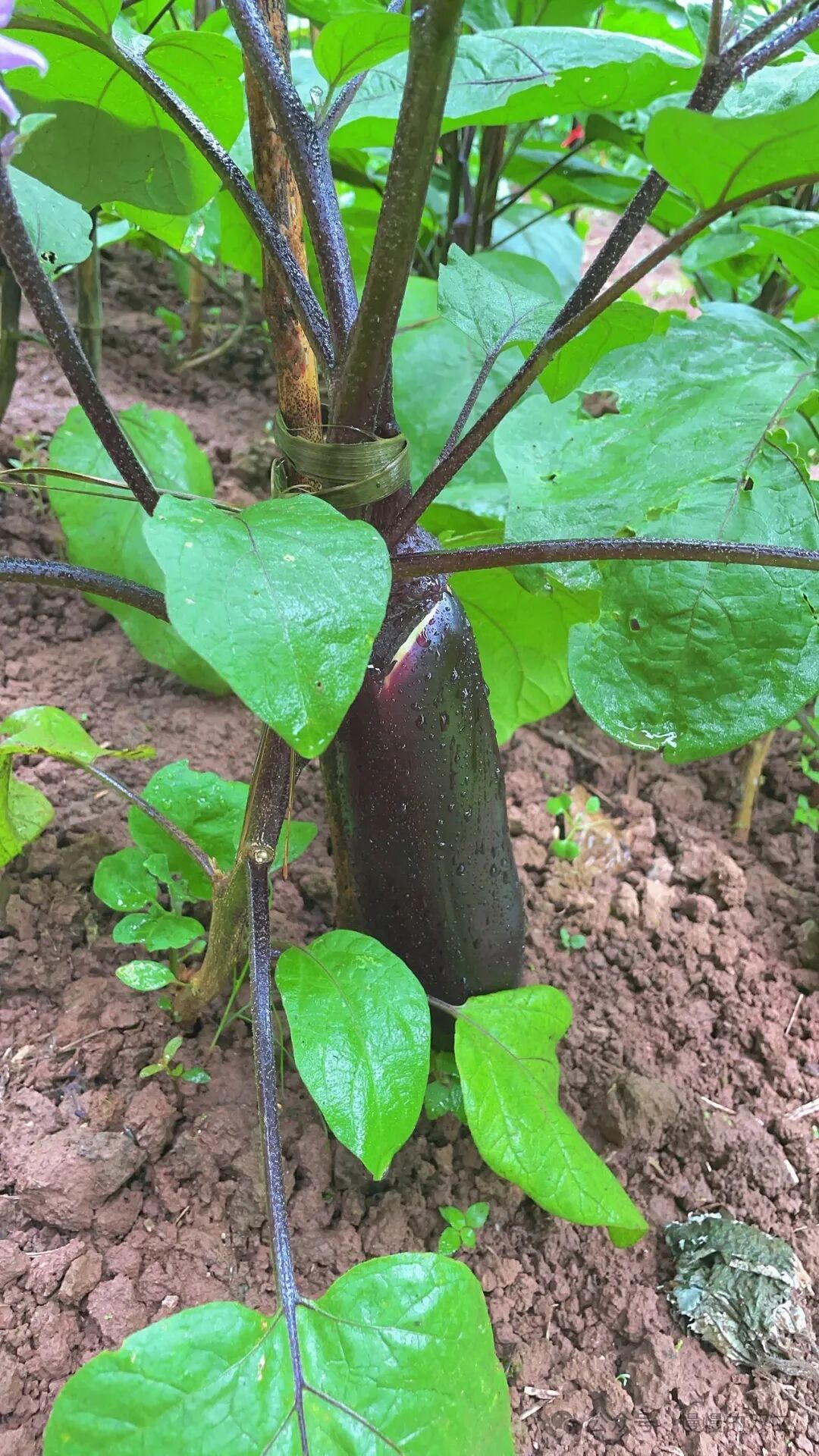 极简生活：我回到了乡下的家  第10张