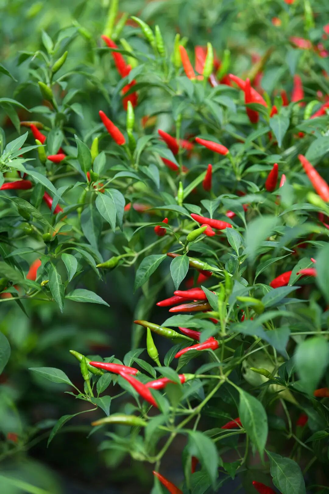 成都上新！比小米椒辣10倍插图1