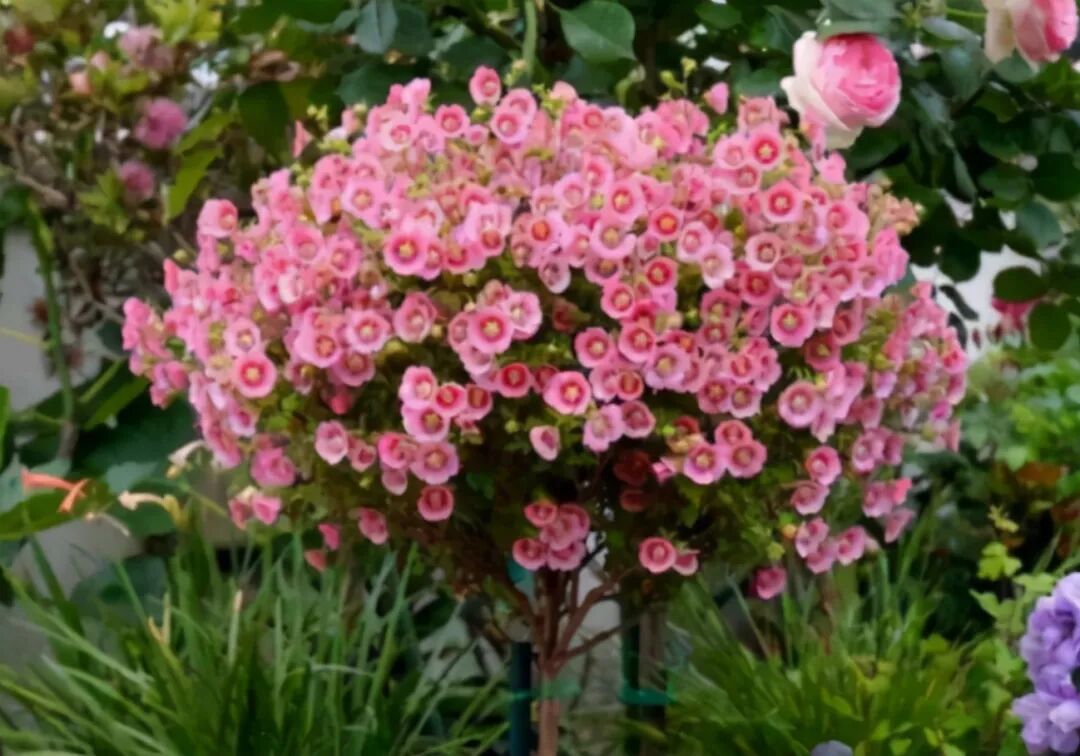 10月养什么花花期长 推荐养这4种 能花开3季 性价比高 全网搜