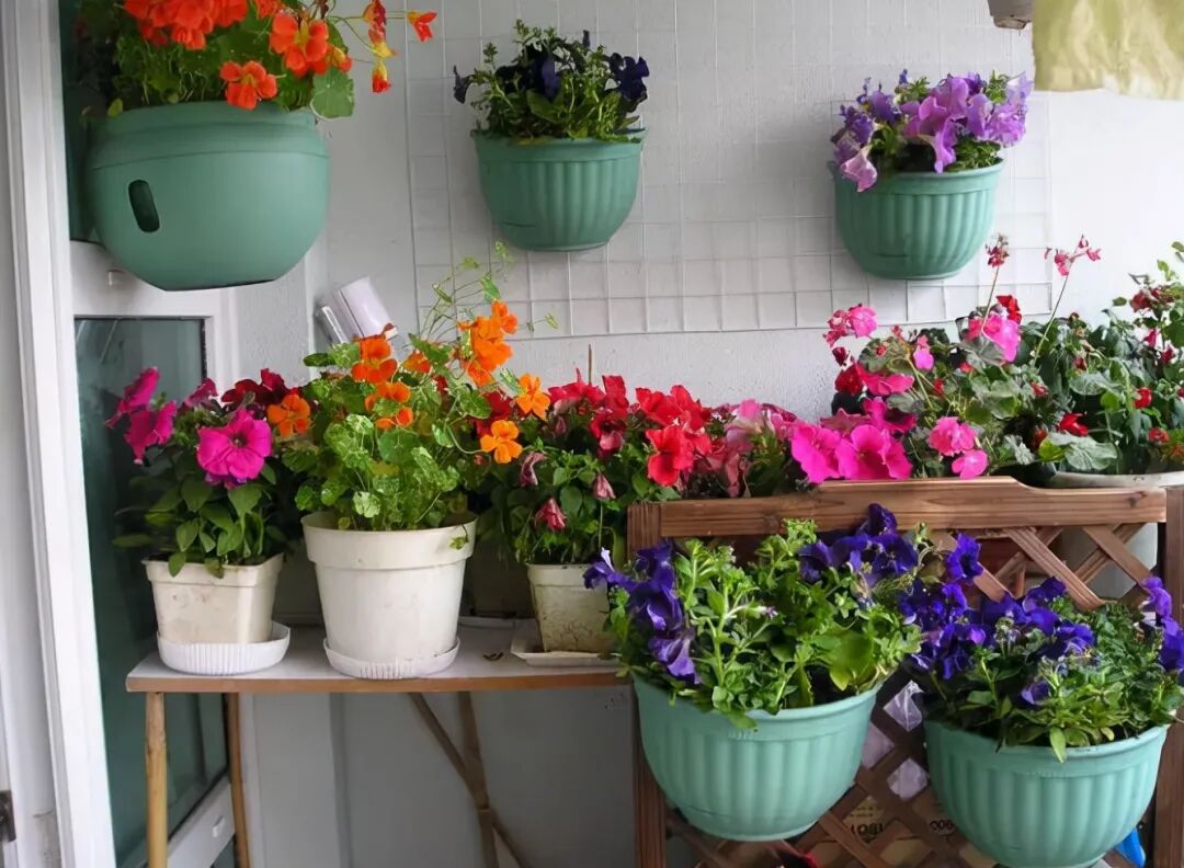 入冬室內養花 要做好 3防 才能保證油綠 枝繁葉茂 中國熱點