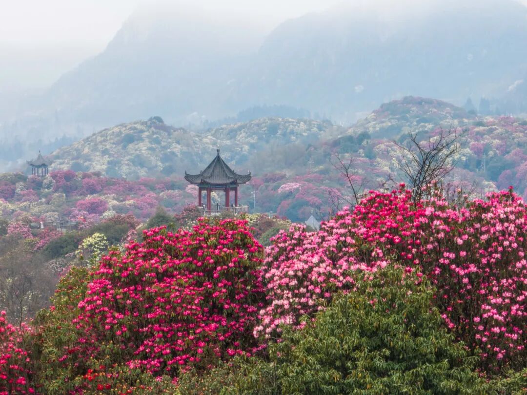 3月最佳旅行地 | 7元嗦粉、5元坐船、0元看花海，中国有的是好看又好吃的地方！