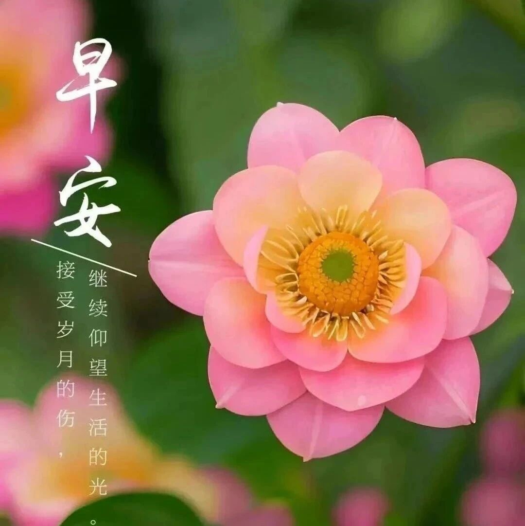 早安祝福：中老年朋友圈的宁静旋律，愿它为您的心灵带来清晨的平静与和谐