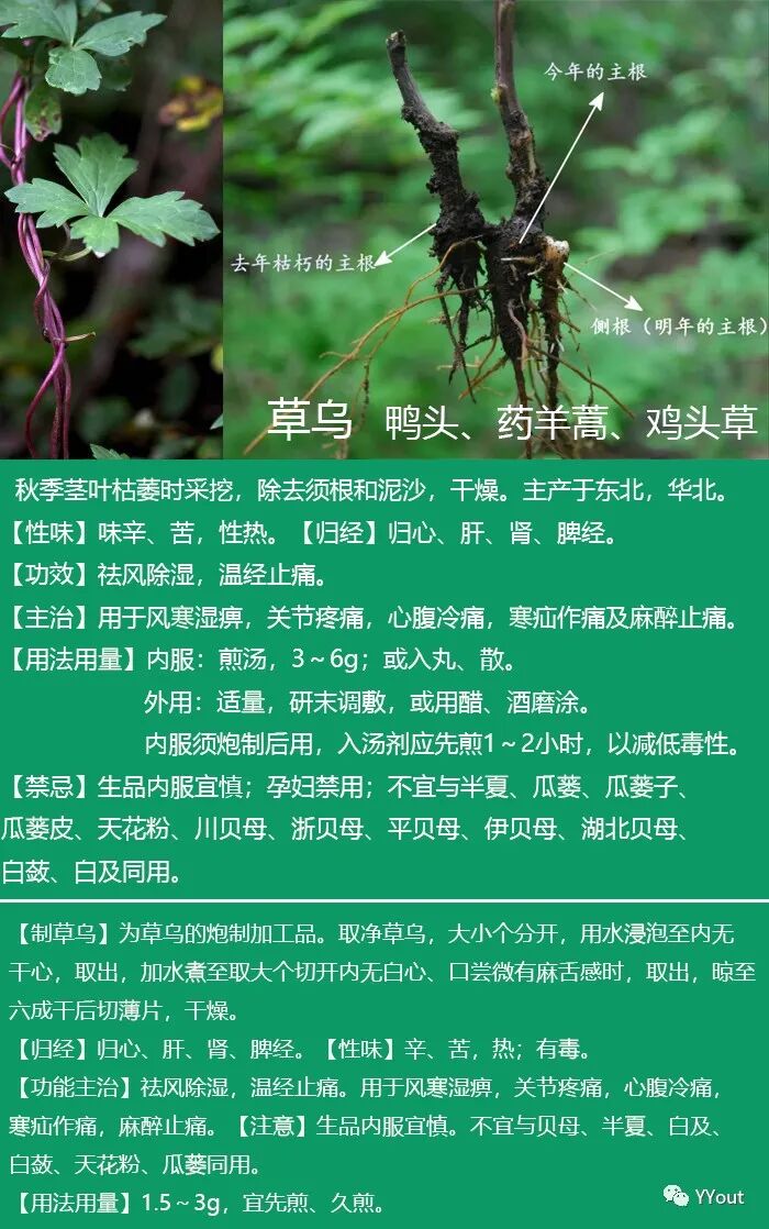 熬药袋怎么用【民间奇效偏方】《治肩周炎6方》实用+收藏_https://www.jmylbn.com_新闻资讯_第10张