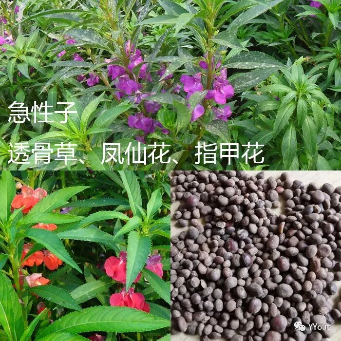 熬药袋怎么用【民间奇效偏方】《治肩周炎6方》实用+收藏_https://www.jmylbn.com_新闻资讯_第22张