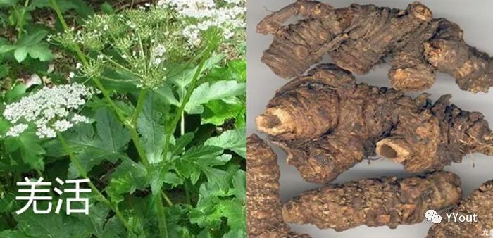 熬药袋怎么用【民间奇效偏方】《治肩周炎6方》实用+收藏_https://www.jmylbn.com_新闻资讯_第11张