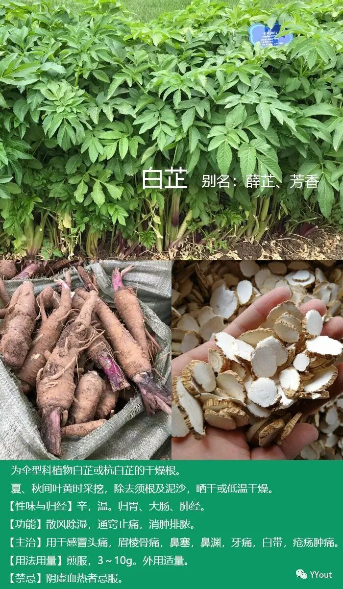 熬药袋怎么用【民间奇效偏方】《治肩周炎6方》实用+收藏_https://www.jmylbn.com_新闻资讯_第16张