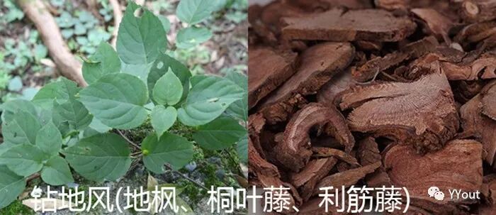 熬药袋怎么用【民间奇效偏方】《治肩周炎6方》实用+收藏_https://www.jmylbn.com_新闻资讯_第27张