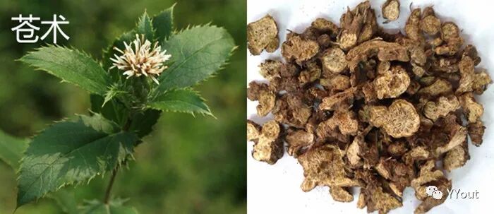 熬药袋怎么用【民间奇效偏方】《治肩周炎6方》实用+收藏_https://www.jmylbn.com_新闻资讯_第12张