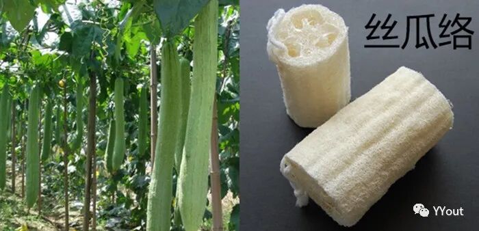 熬药袋怎么用【民间奇效偏方】《治肩周炎6方》实用+收藏_https://www.jmylbn.com_新闻资讯_第26张