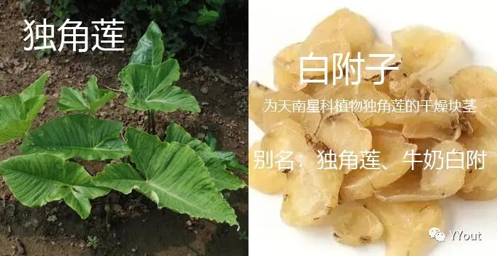 熬药袋怎么用【民间奇效偏方】《治肩周炎6方》实用+收藏_https://www.jmylbn.com_新闻资讯_第15张