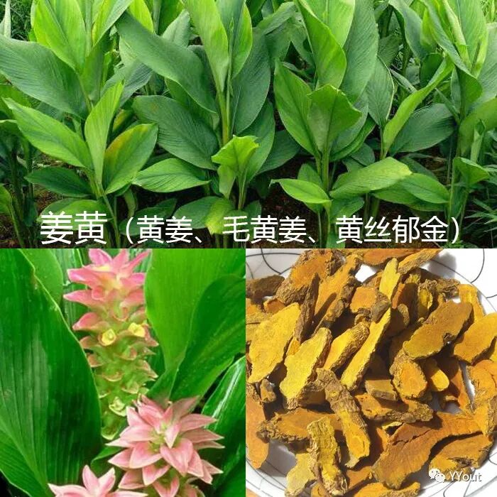 熬药袋怎么用【民间奇效偏方】《治肩周炎6方》实用+收藏_https://www.jmylbn.com_新闻资讯_第13张