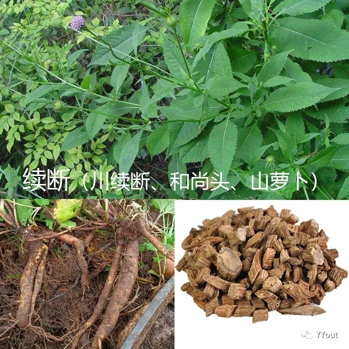 熬药袋怎么用【民间奇效偏方】《治肩周炎6方》实用+收藏_https://www.jmylbn.com_新闻资讯_第4张