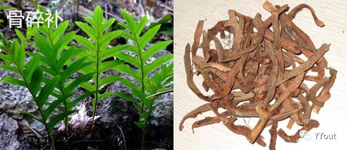 熬药袋怎么用【民间奇效偏方】《治肩周炎6方》实用+收藏_https://www.jmylbn.com_新闻资讯_第1张