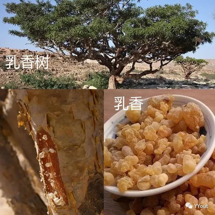 熬药袋怎么用【民间奇效偏方】《治肩周炎6方》实用+收藏_https://www.jmylbn.com_新闻资讯_第5张