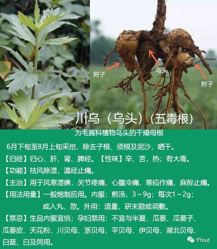 熬药袋怎么用【民间奇效偏方】《治肩周炎6方》实用+收藏_https://www.jmylbn.com_新闻资讯_第9张