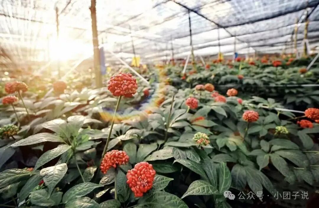 中药材种植圈:亩收入轻松破五万的品种，是真的吗？