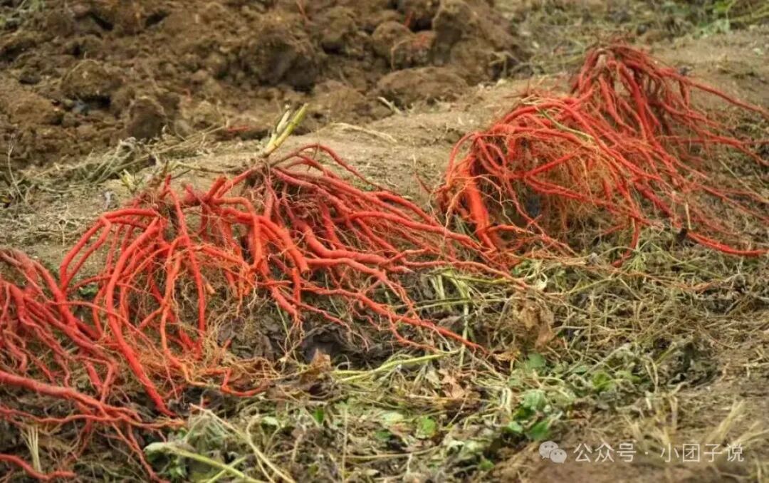 种药材赔了三年才醒悟：想在地里发财的人，听听一个老药农的真心话