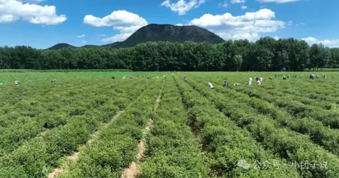 为什么能种植多年生的药材，尽量别选择一年生的药材？