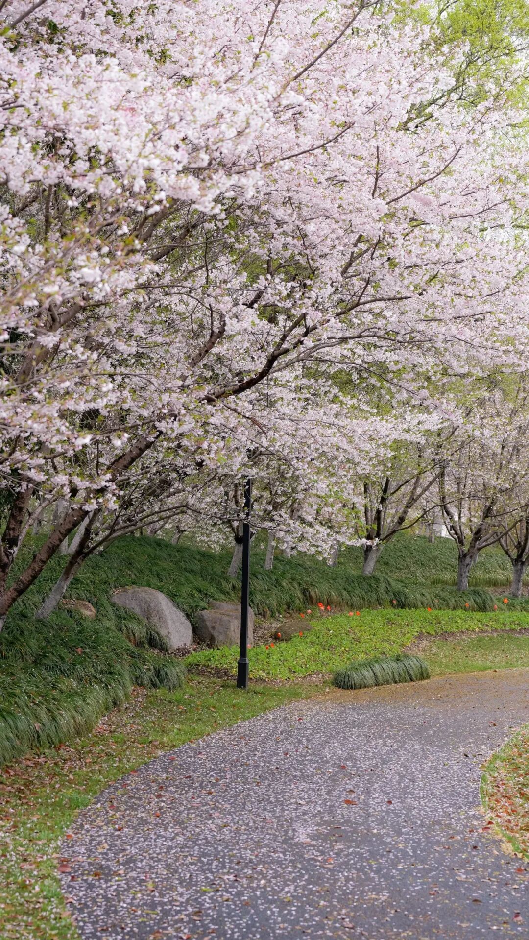 DSC05052.jpg