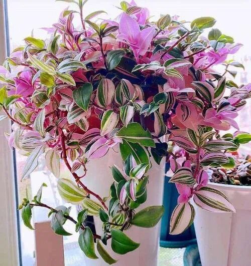 室内好养护,颜值很高的彩叶植物——油画婚礼吊兰