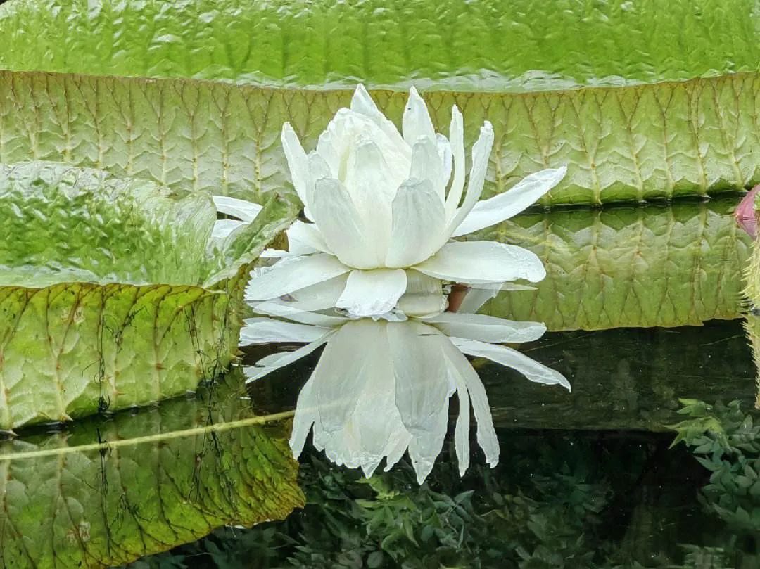 可以坐人的叶片,王莲被誉为"水中花王""莲中之王",认识王莲