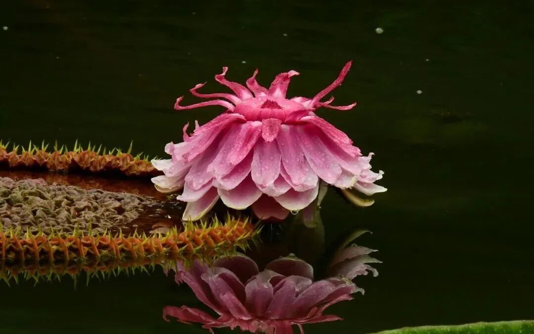 可以坐人的叶片,王莲被誉为"水中花王""莲中之王",认识王莲