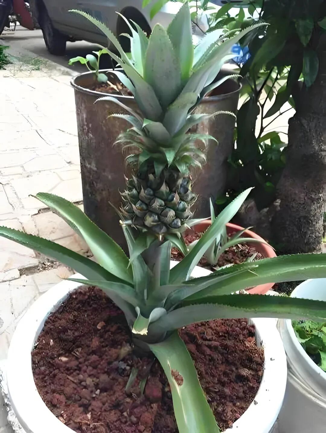 吃剩的菠萝顶端叶片不要扔,教你如何水培菠萝苗,种植一棵菠萝