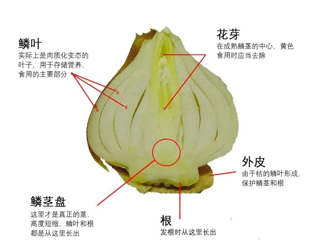 郁金香鳞茎结构图03郁金香需要春化才能开花awakening春化是指花卉