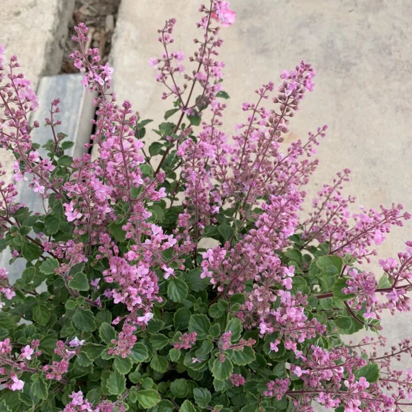 这款香草植物香味浓郁,寓意很好,很适合室内植物养护