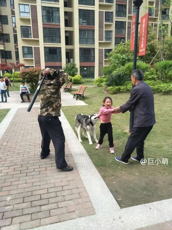 無牽繩哈士奇被警衛用棍子活活打死：有些主人犯的錯，總由狗去承擔… 寵物 第1張