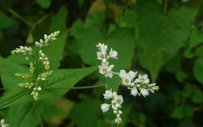 重新认识小柴胡汤：退烧后还有咳嗽没解决，小柴胡怎么用？（下篇）