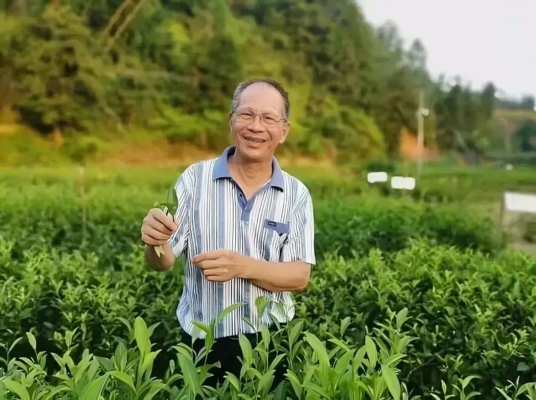 陈炯昌在茶园