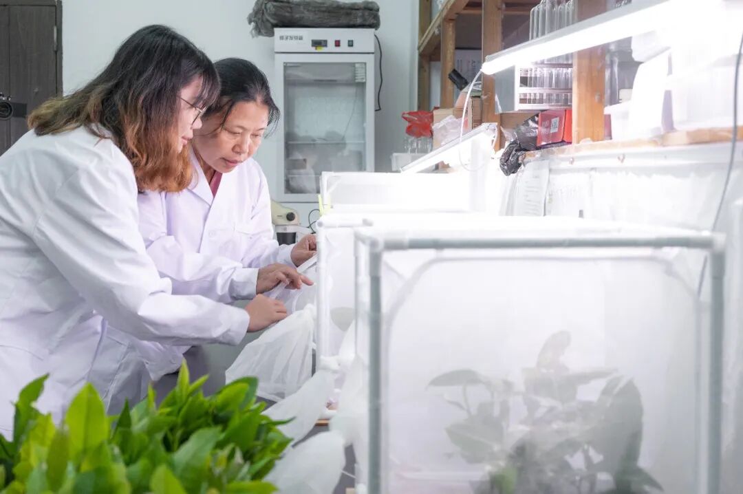 植物保护学院副教授冼继东指导学生进行茶小绿叶蝉扩繁