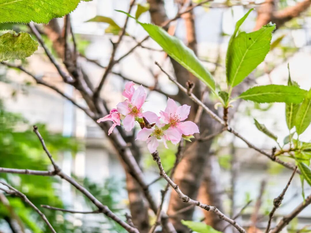 图/华南农业大学