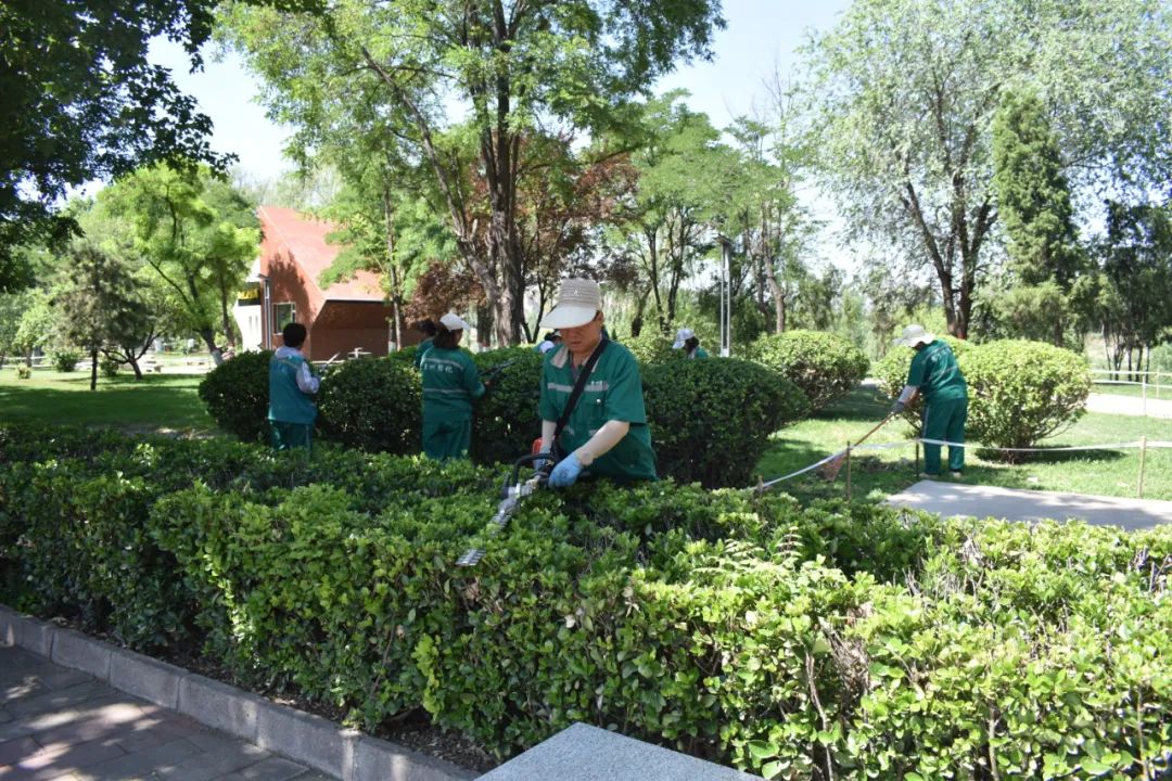 连日来,为打造干净美丽的市区环境,市园林绿化队组织绿化工人加班加点