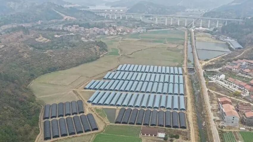 武穴市大金镇：“小菌菇”谱写“大文章”  特色农业激活乡村振兴“一池春水”.docx