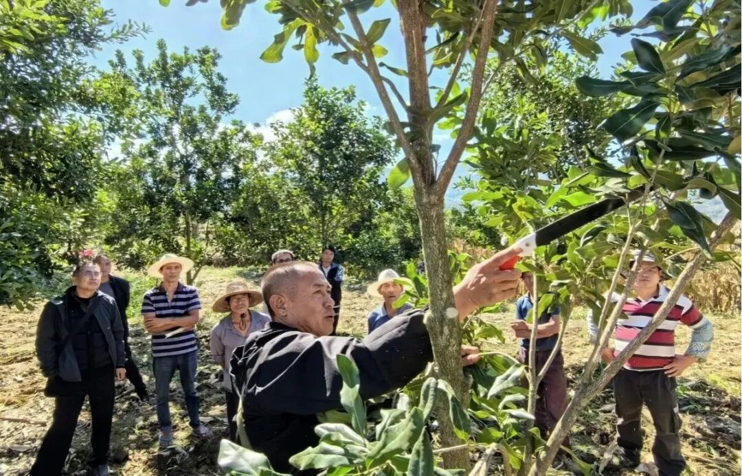 技术人员开展 “落头开心” 修剪培训.jpg