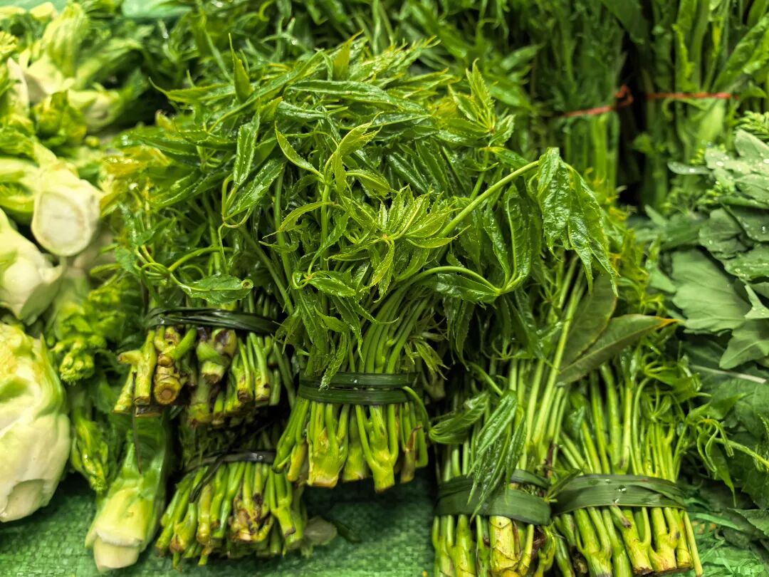 火镰菜（来源：张之译 施诗）.jpg