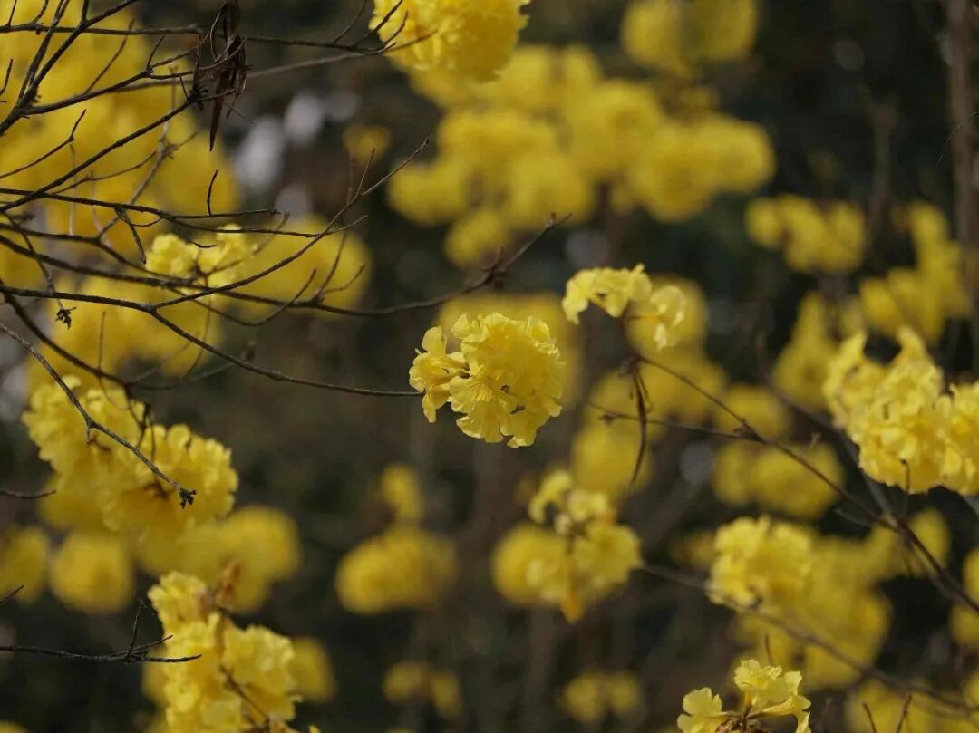 黄花风铃木 (10).jpg